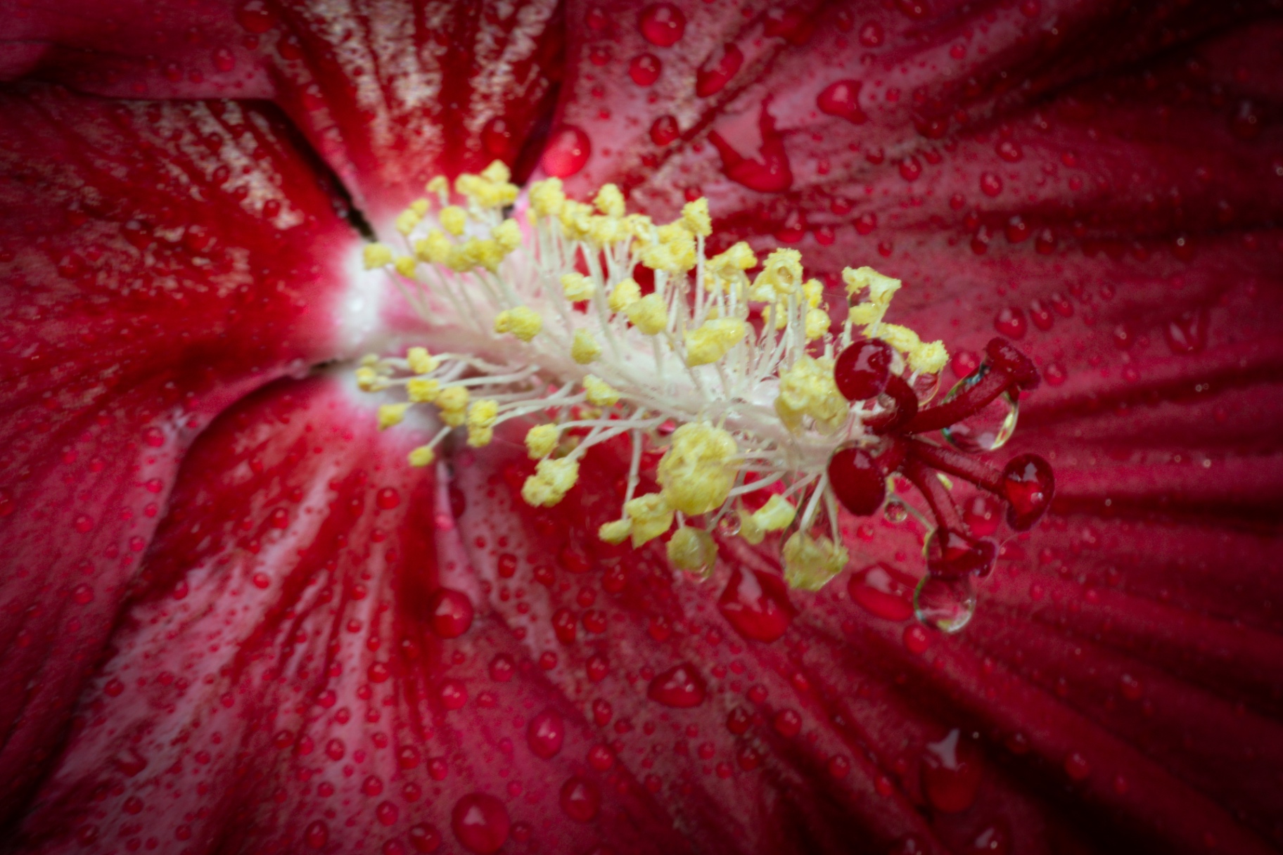 Hibiscus After Rain