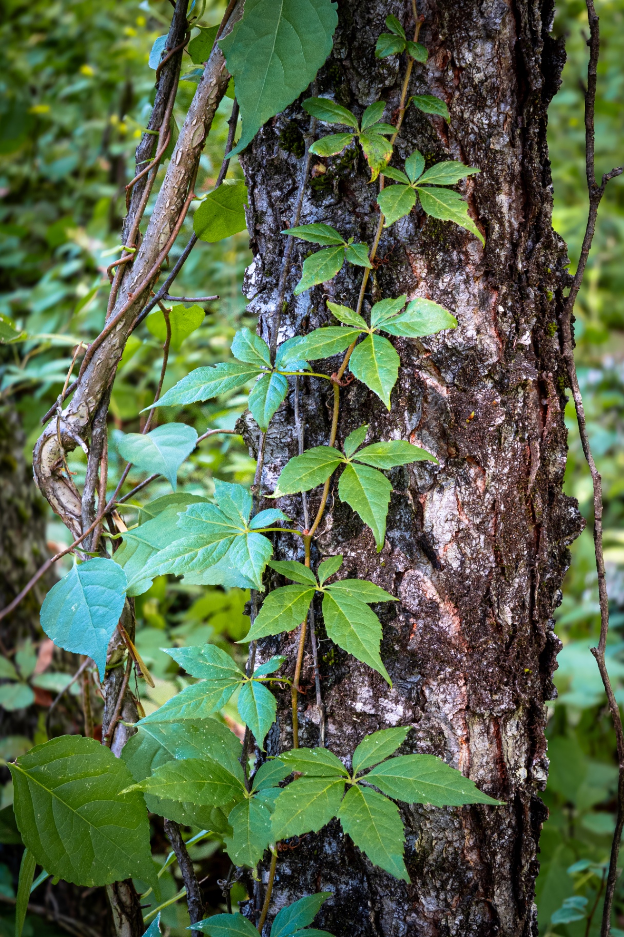 Virginia Creeper