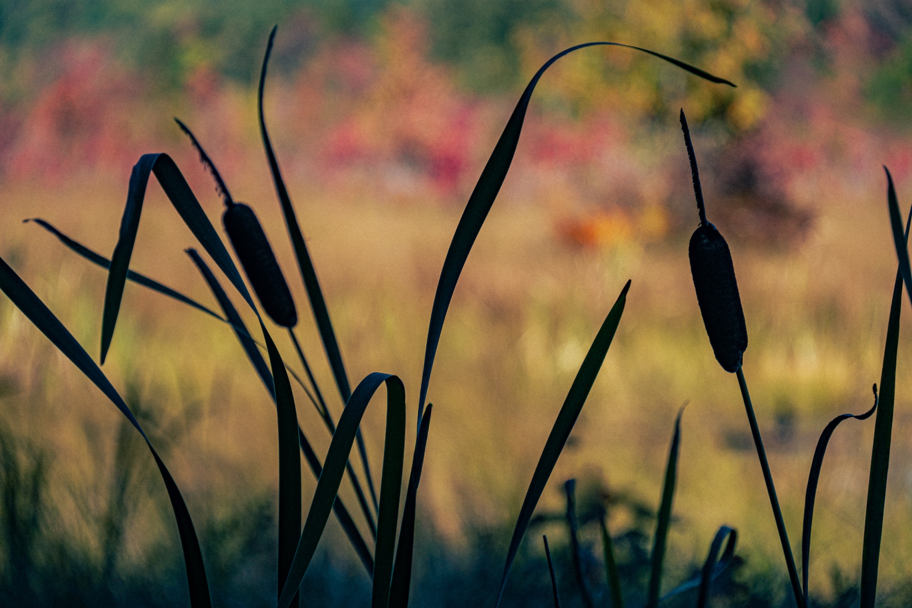 Cattails at Dusk