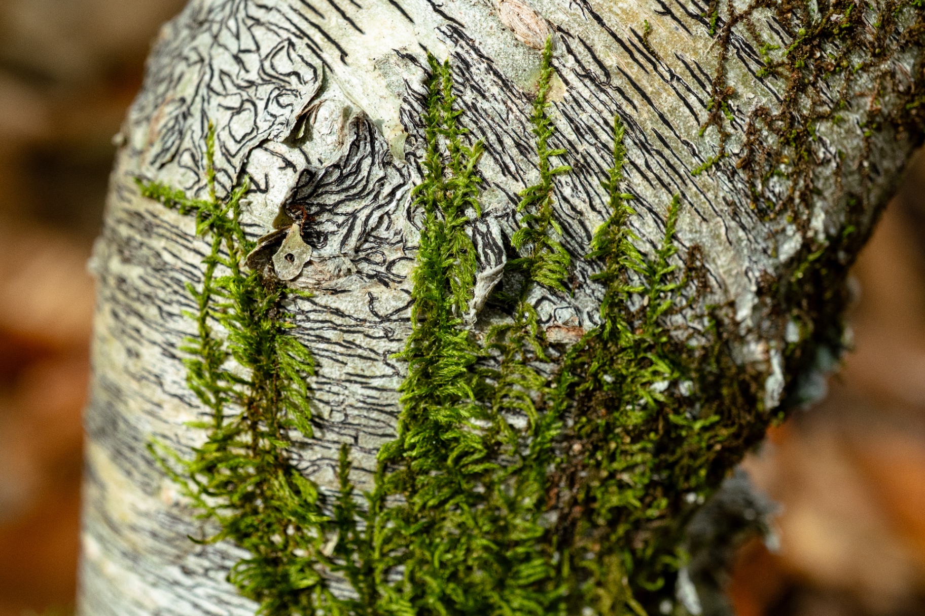 Moss on Birch