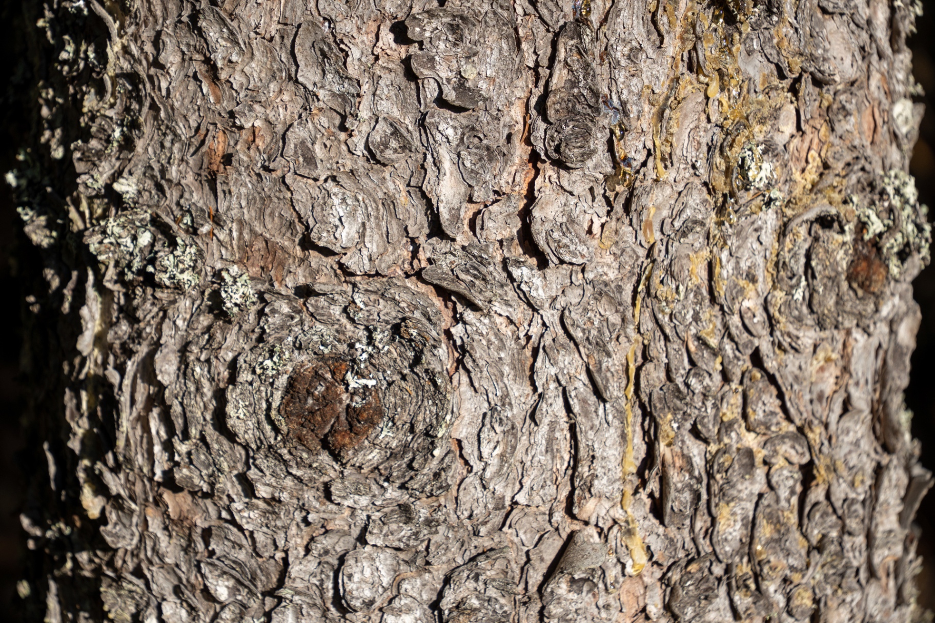 Pine Bark Study
