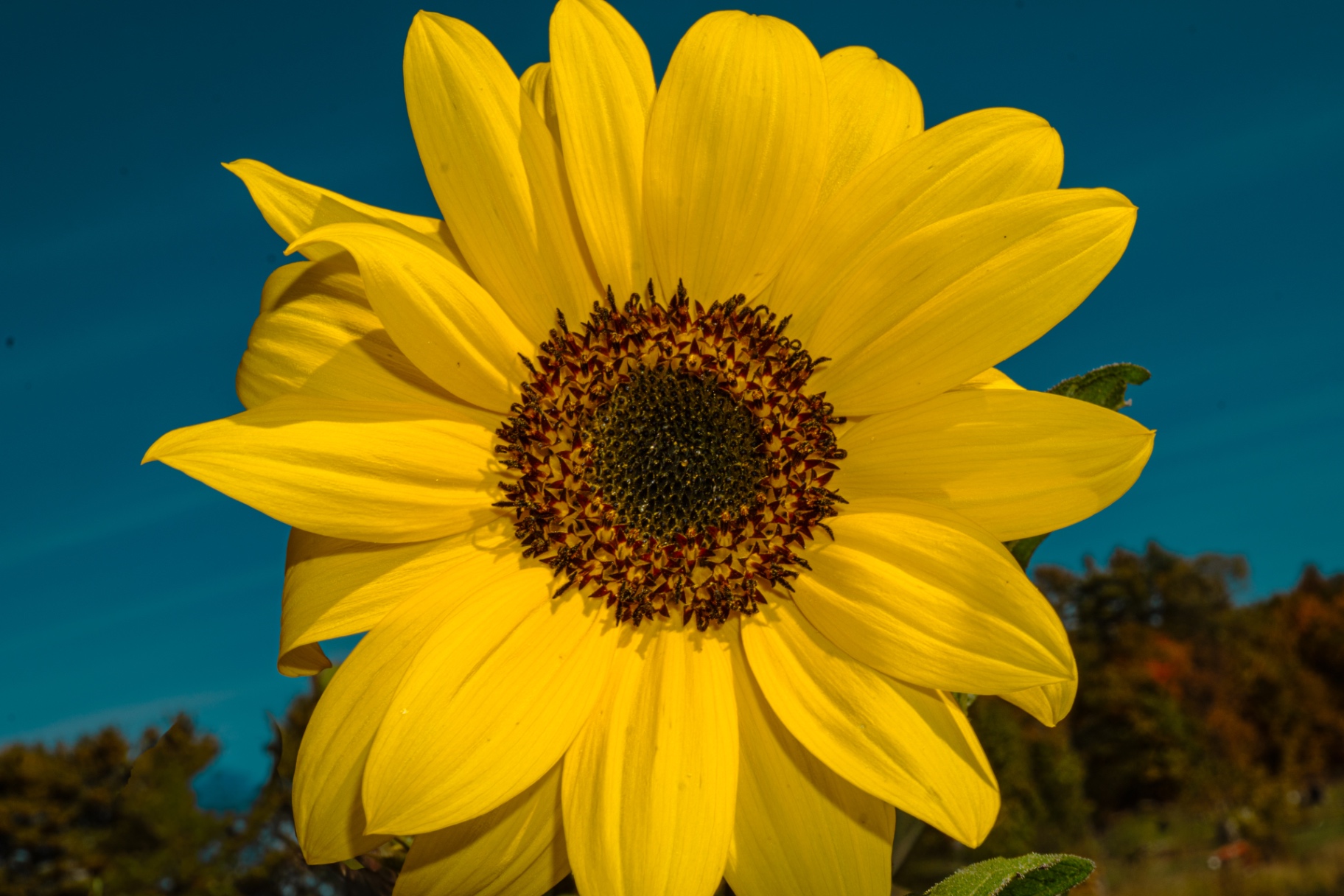 Sunflower Against the Sky