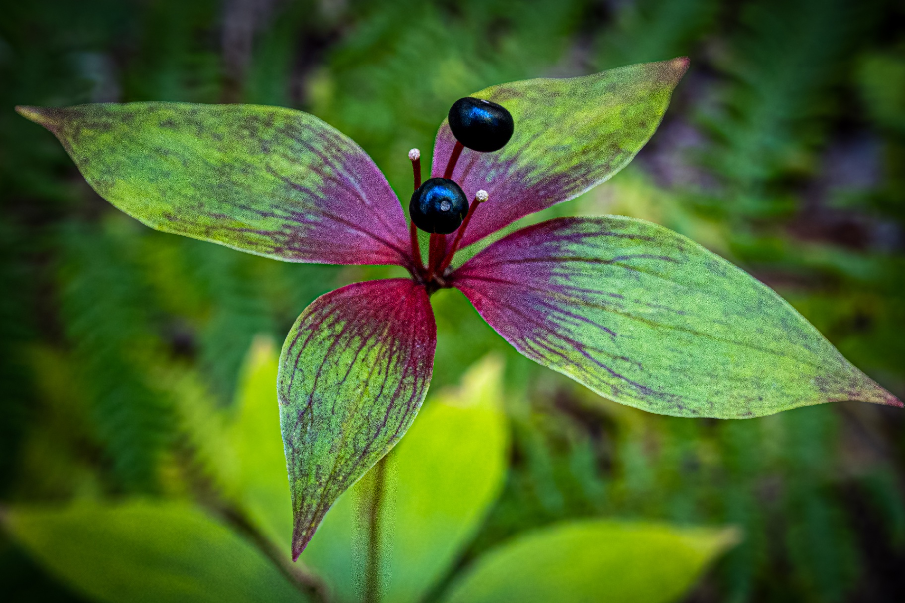Painted Trillium in Seed