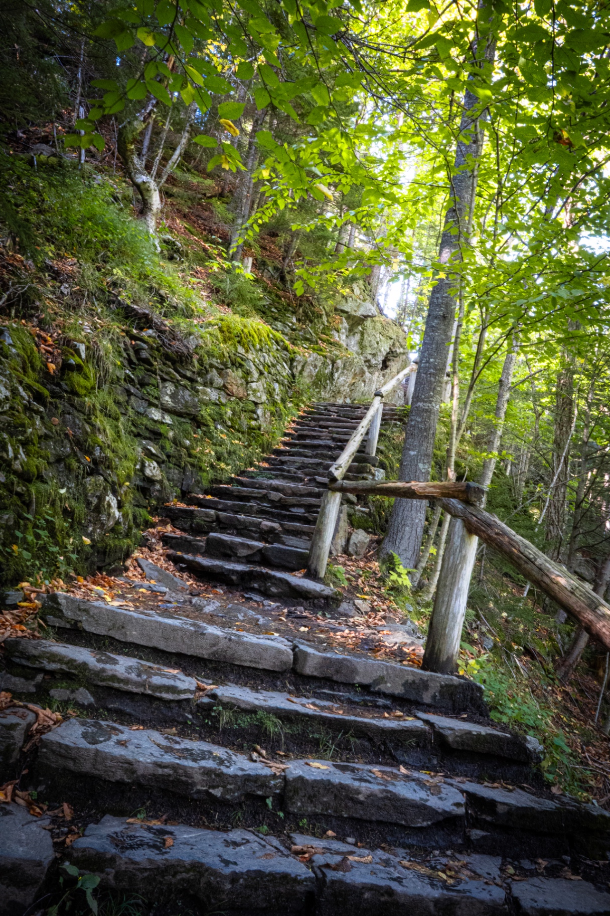 Stone Steps Through the Forest