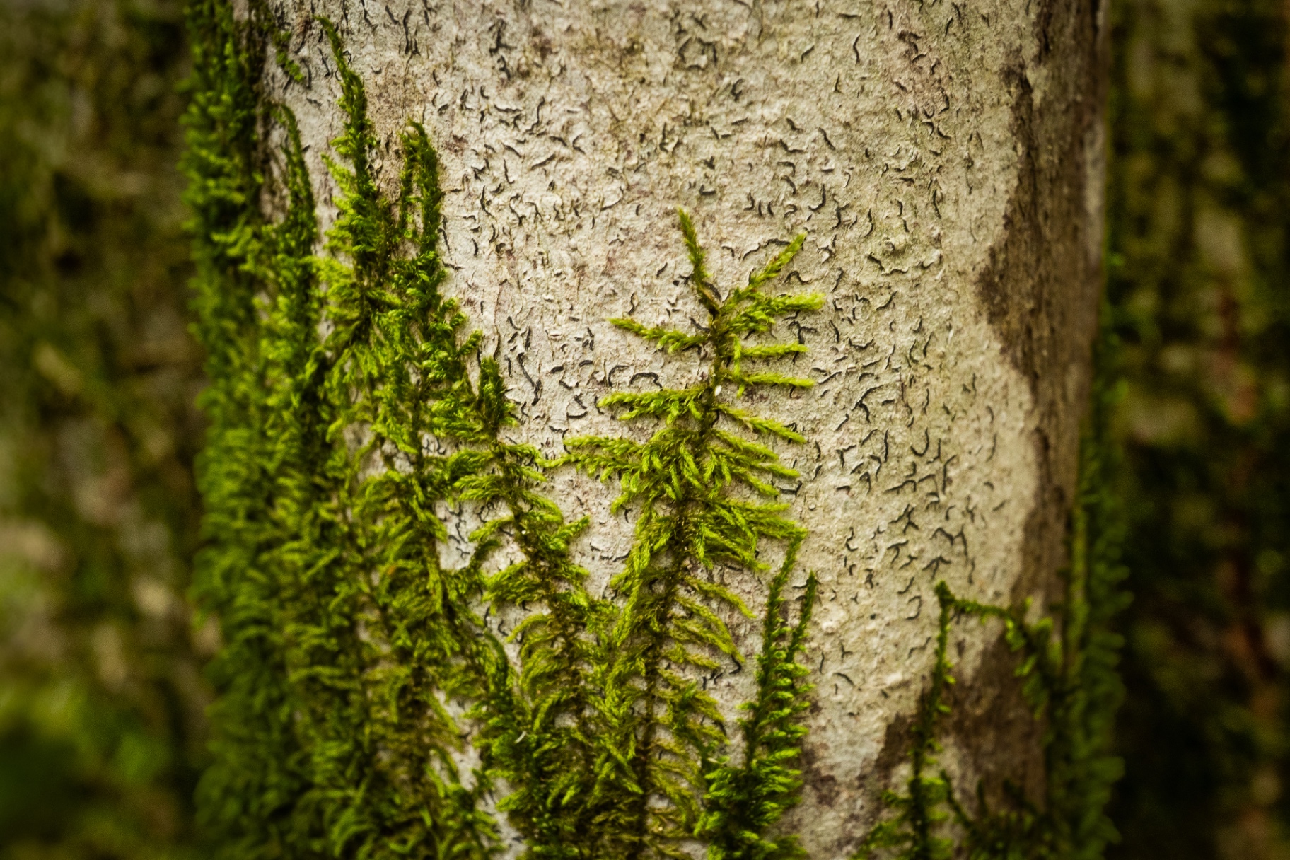 Moss Forest in Miniature