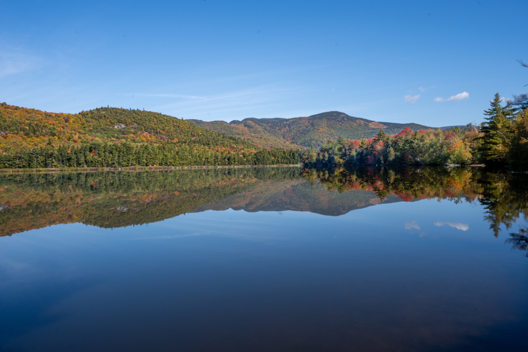 Foliage Reflections