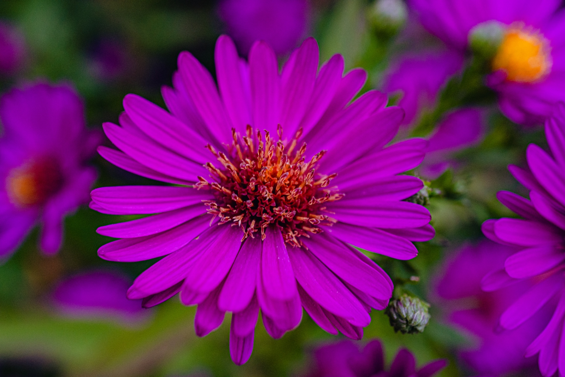 New England Aster