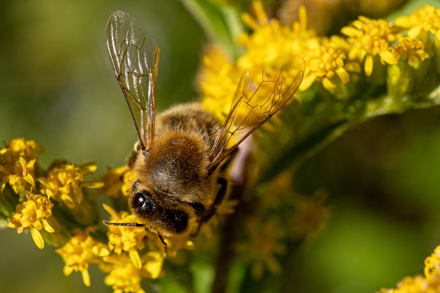 Honeybee on Goldenrod