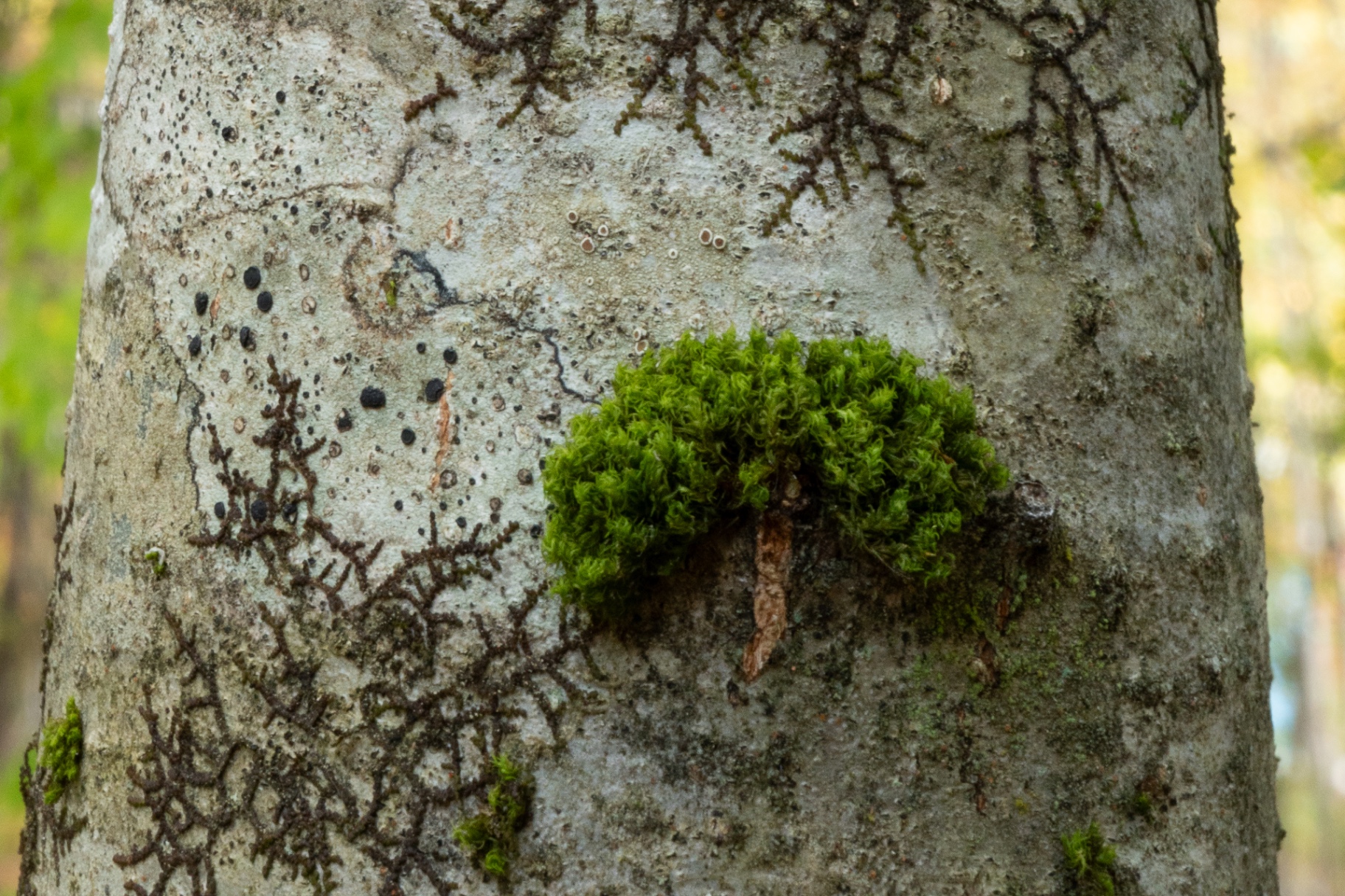 Lichen and Moss
