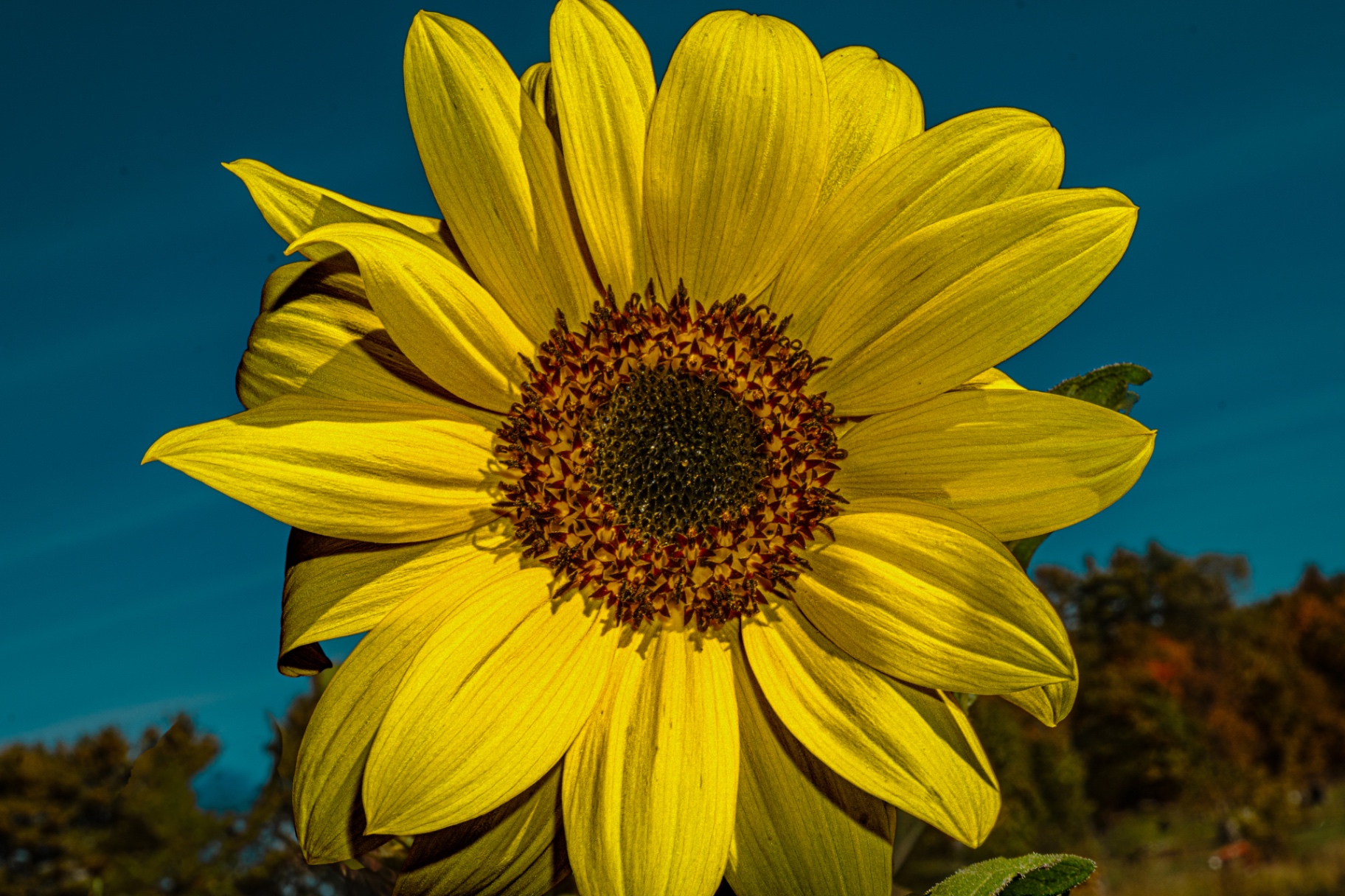 Sunflower Study